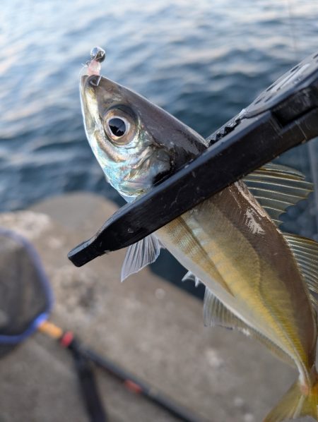 陸っぱり釣行記