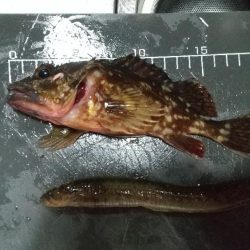 ガシラは元気~ファーストフィッシュ