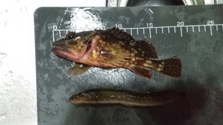 ガシラは元気~ファーストフィッシュ