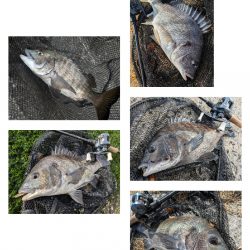 広島チニングでクロソイ！