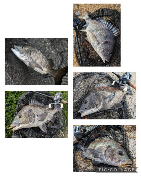 広島チニングでクロソイ！