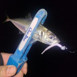 アジングガイド