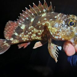 ライトゲーム🎣