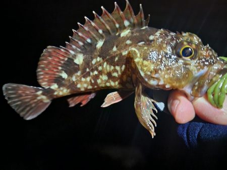 ライトゲーム🎣