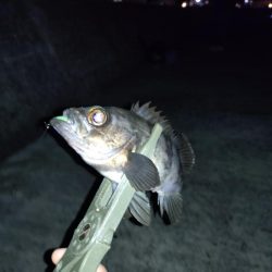 そろそろメバリングの季節に…