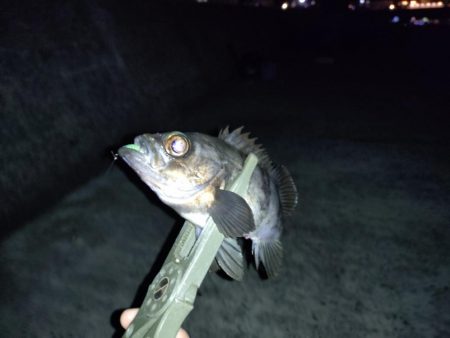 そろそろメバリングの季節に…