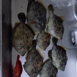 25年釣り始めは船カワハギ