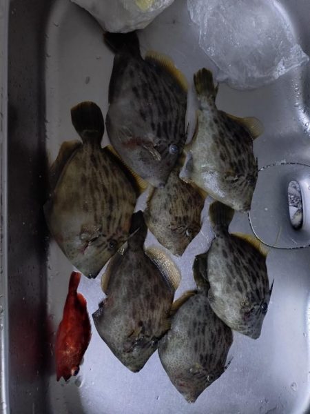 25年釣り始めは船カワハギ