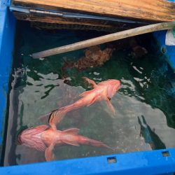 今年も関門アラカブ、行って来ました