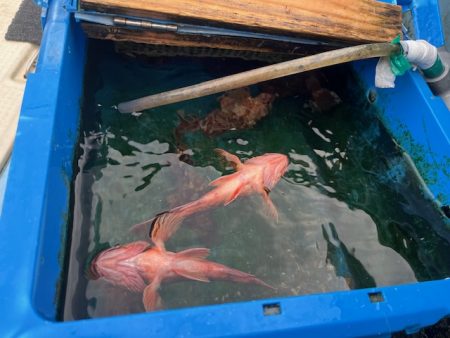 今年も関門アラカブ、行って来ました