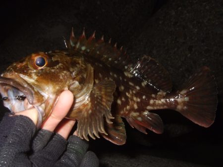 新年初釣行 BFSでライトロック