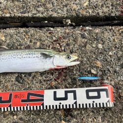 キーはカタクチの接岸です。