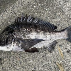 イチノ兄弟、釣果!