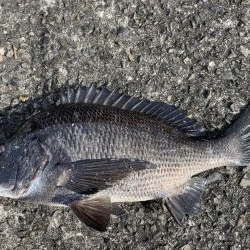 イチノ兄弟、釣果!