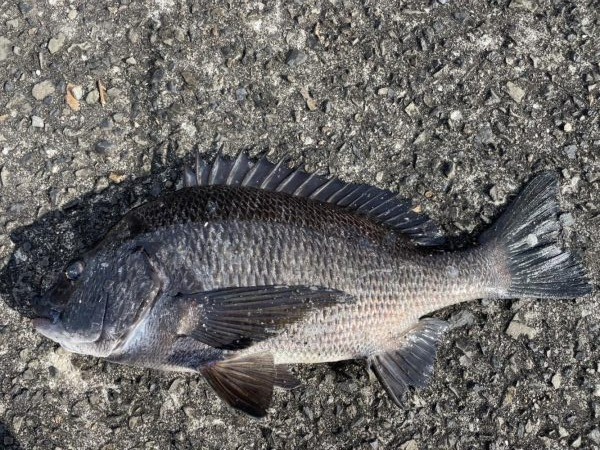 イチノ兄弟、釣果!