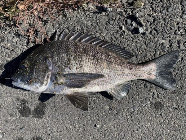 イチノ兄弟、釣果!