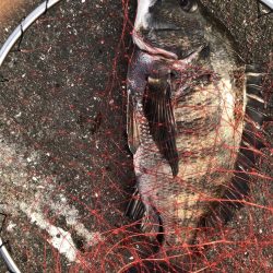 イチノ兄弟、釣果!