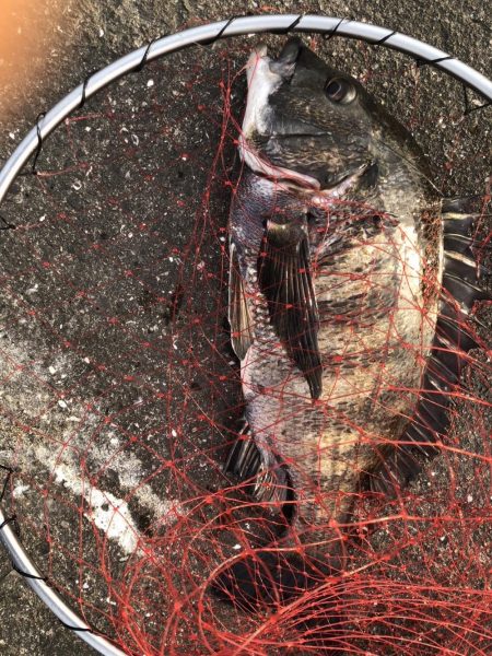 イチノ兄弟、釣果!