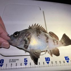 えび撒きました