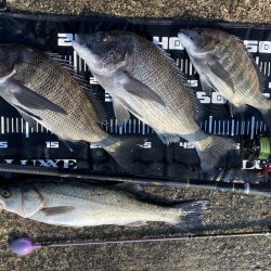 チヌフカセ釣り