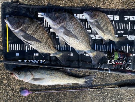 チヌフカセ釣り