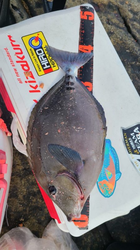 和歌山市江(吉丸渡船)でグレ釣り