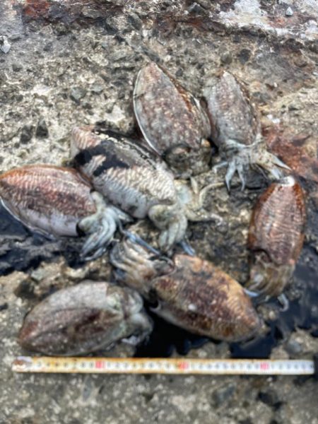 コウイカの数釣り‼þ…