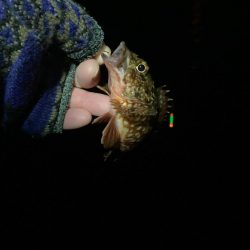 東二見メバル13