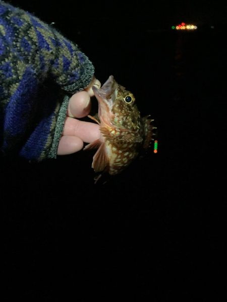 東二見メバル13