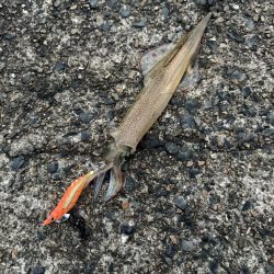 初心者でも釣れた😱