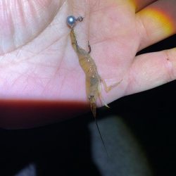 ハッピーニューイヤーは新釣法で!