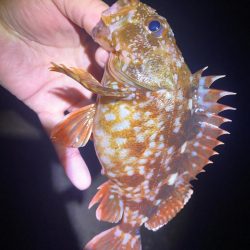 メバルを探して…