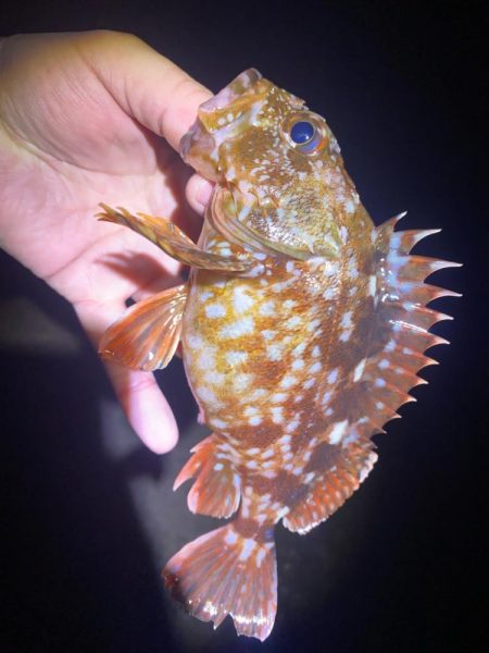 メバルを探して…