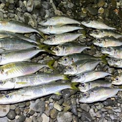 アジングつ抜け