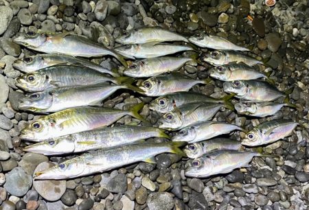 アジングつ抜け