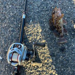 根魚ライトゲーム