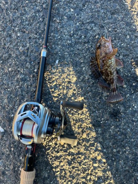 根魚ライトゲーム