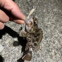 メバルいないかなー？