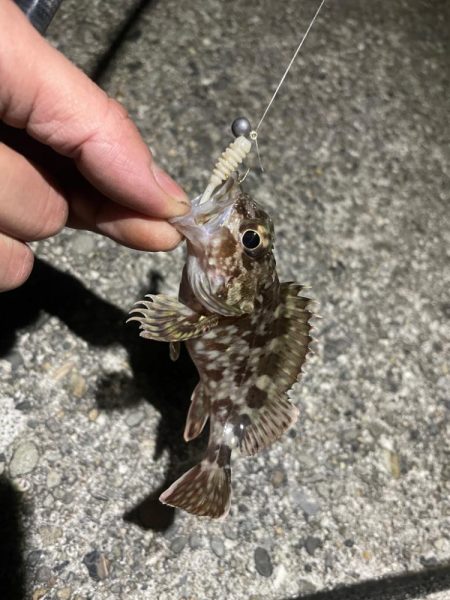 メバルいないかなー？