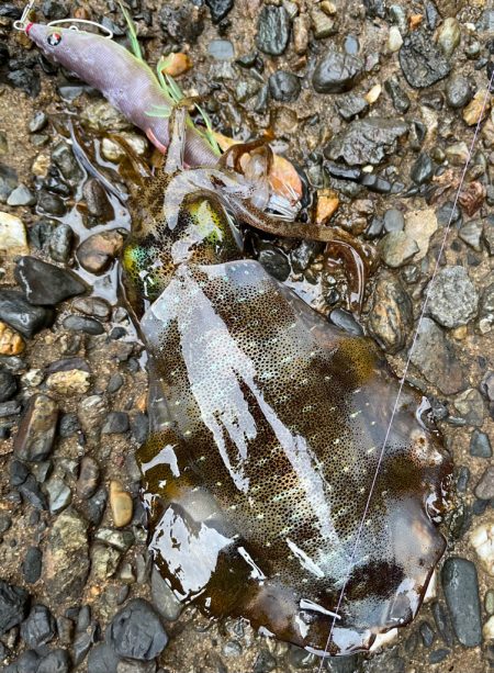 釣り納めと釣り始め!