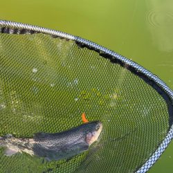 八尾の久宝寺でプールトラウト