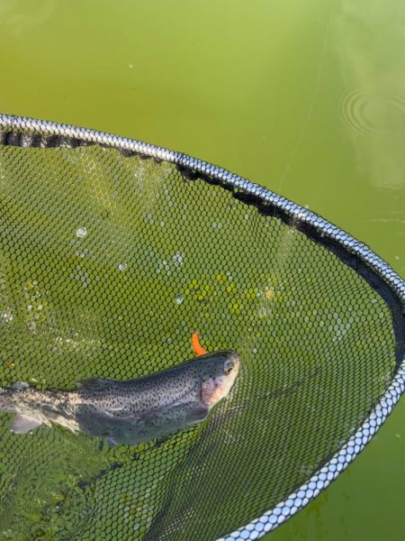 八尾の久宝寺でプールトラウト