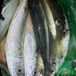 アジング水温11.6度まだ釣れる