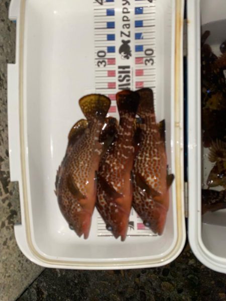 根魚