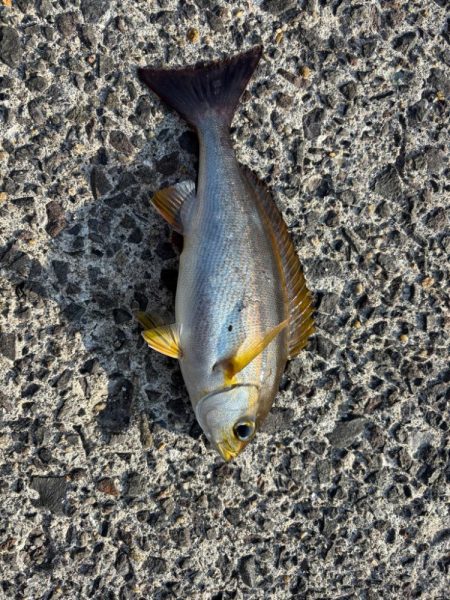 あけおめ小浦一文字