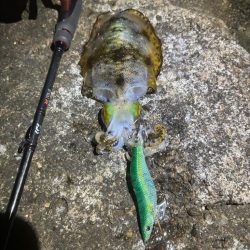 【白浜〜田辺エリア】冬イカ発見!