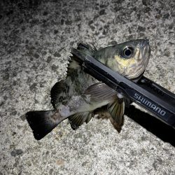 シーズンラストアジング？