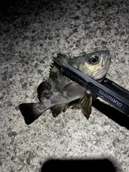 シーズンラストアジング？