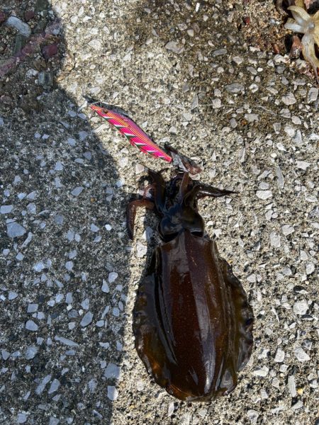 寒さを吹き飛ばすアタリ