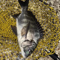 ヘチってきました